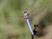 J16_0555 Orthetrum coerulescens